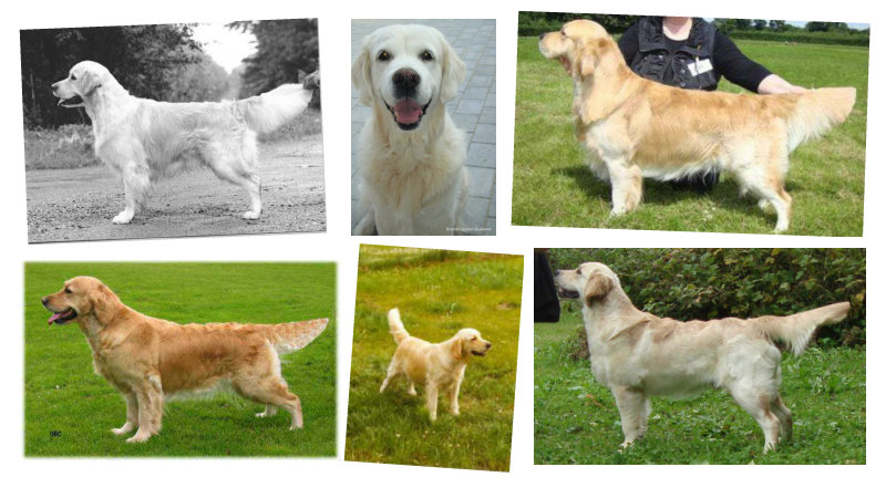 Et billede, der indeholder hund, græs, foto, forskellig

Automatisk genereret beskrivelse